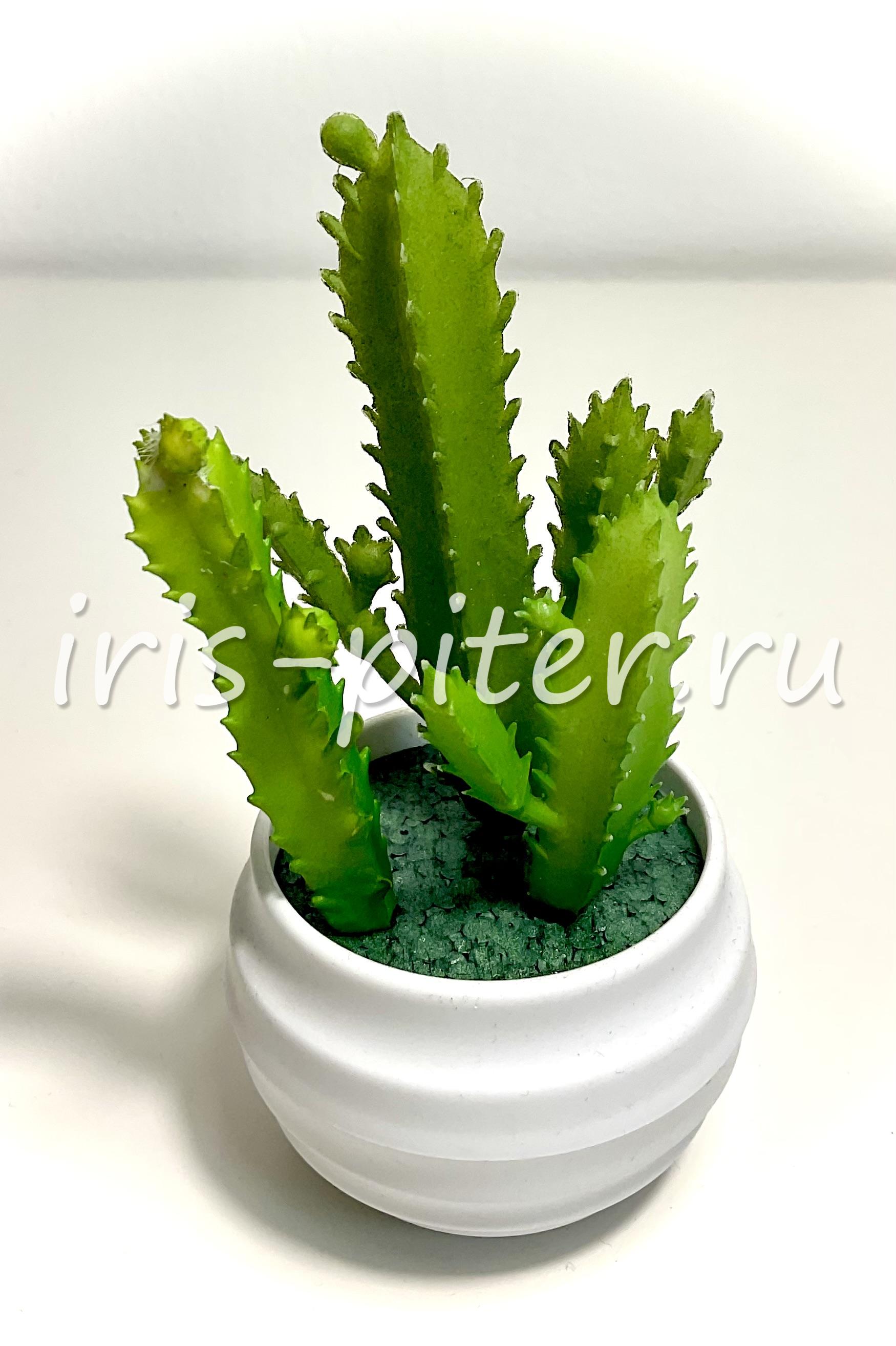 Молочай в горшке