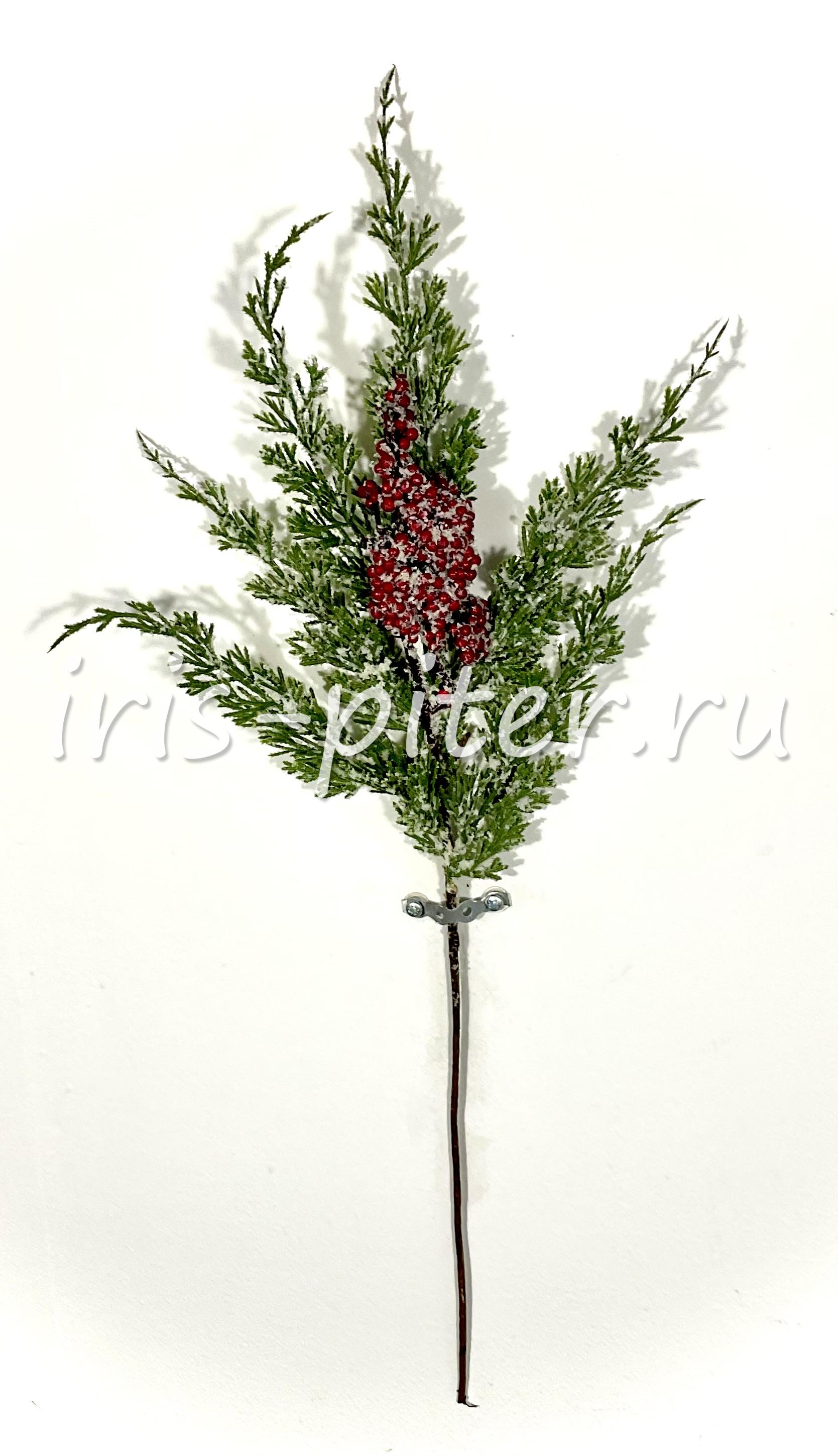 ветка туя с ягодами заснеженная 