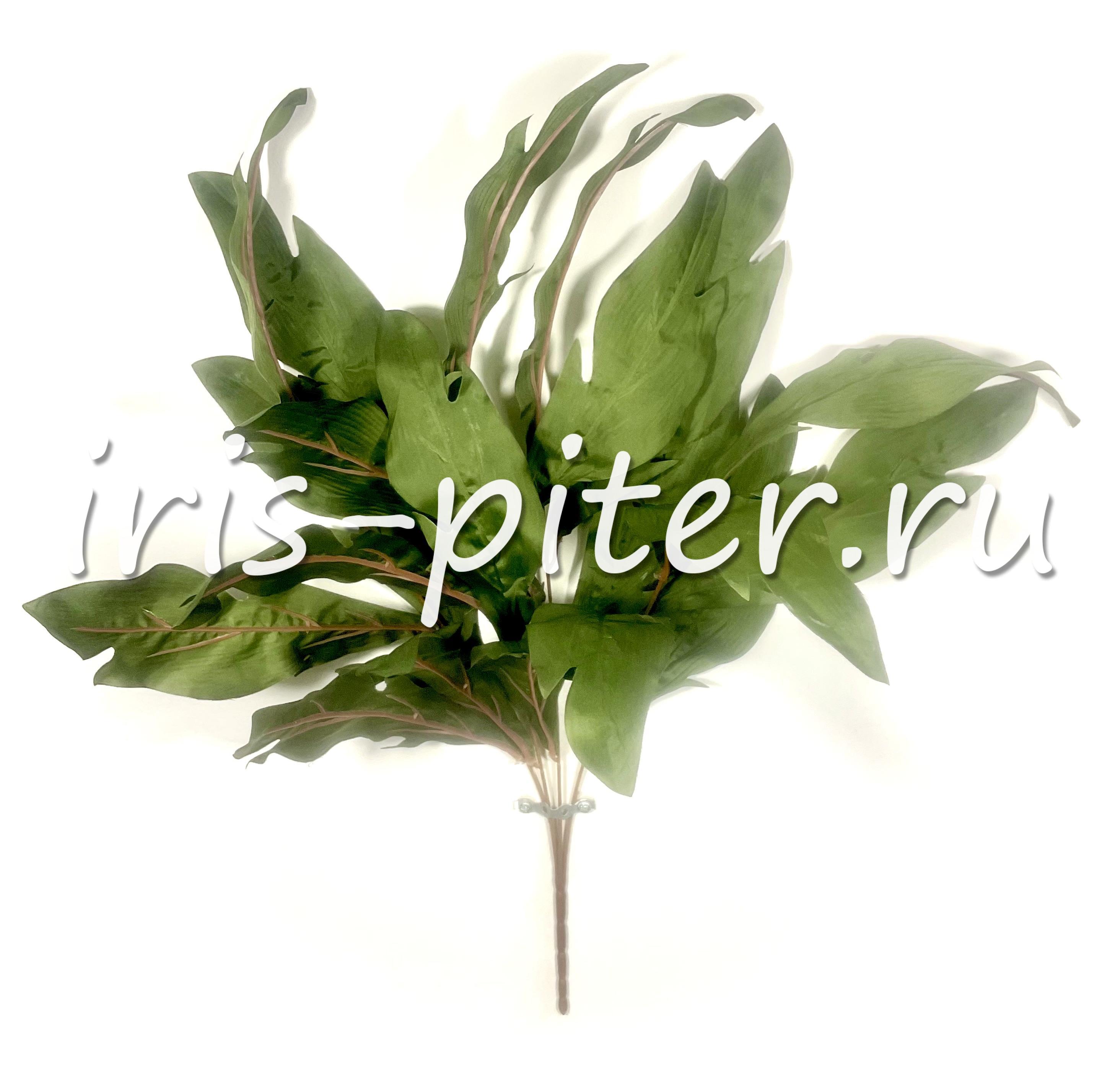 Подкустник папоротник асплениум