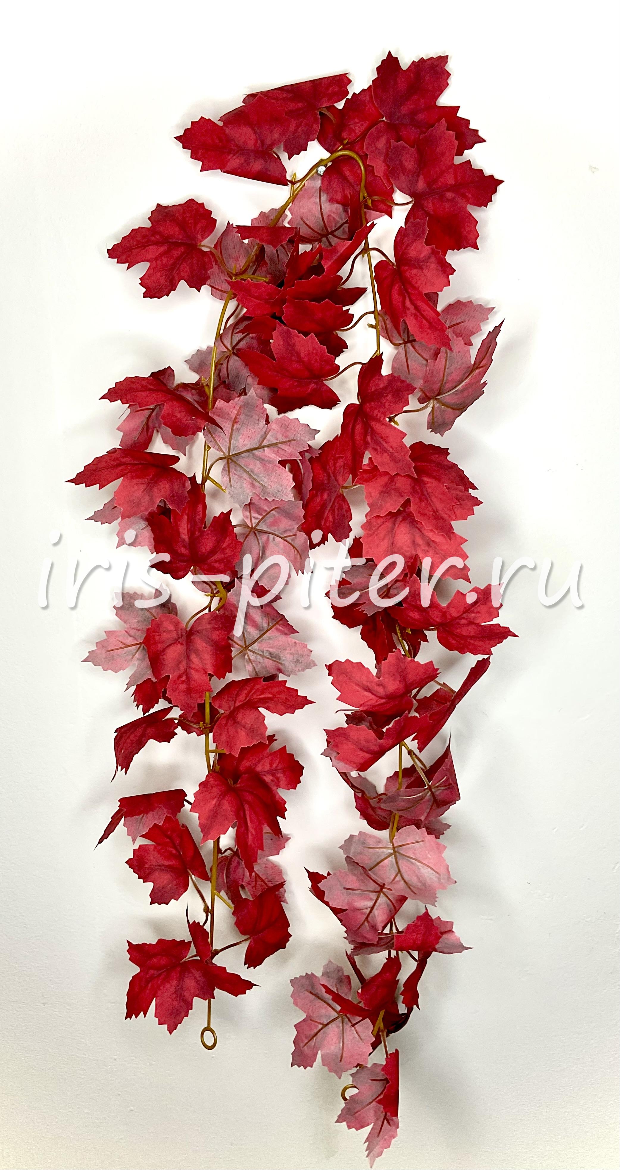 Лиана клен бордовый