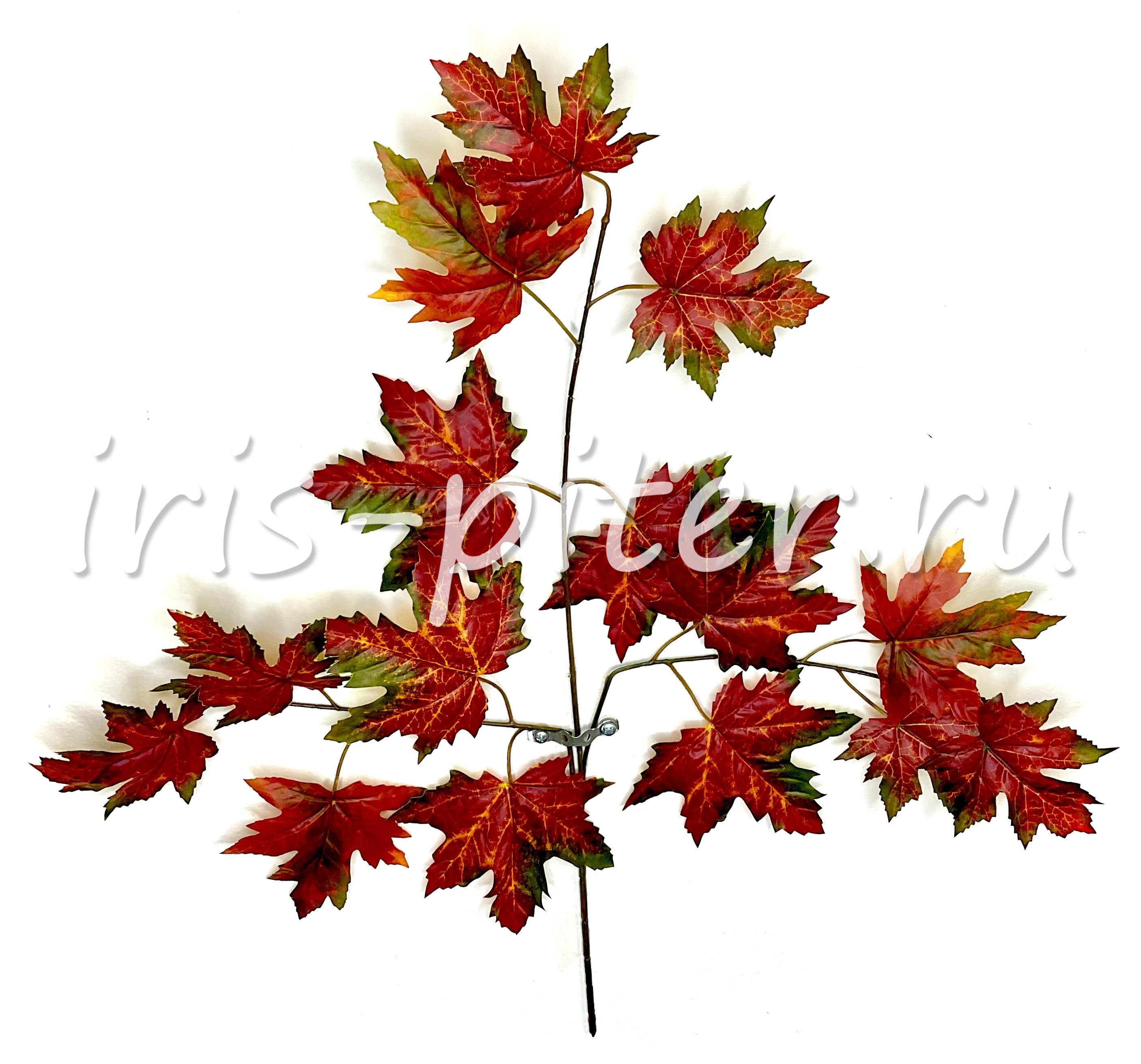 Ветка клен осенний буро-зеленый