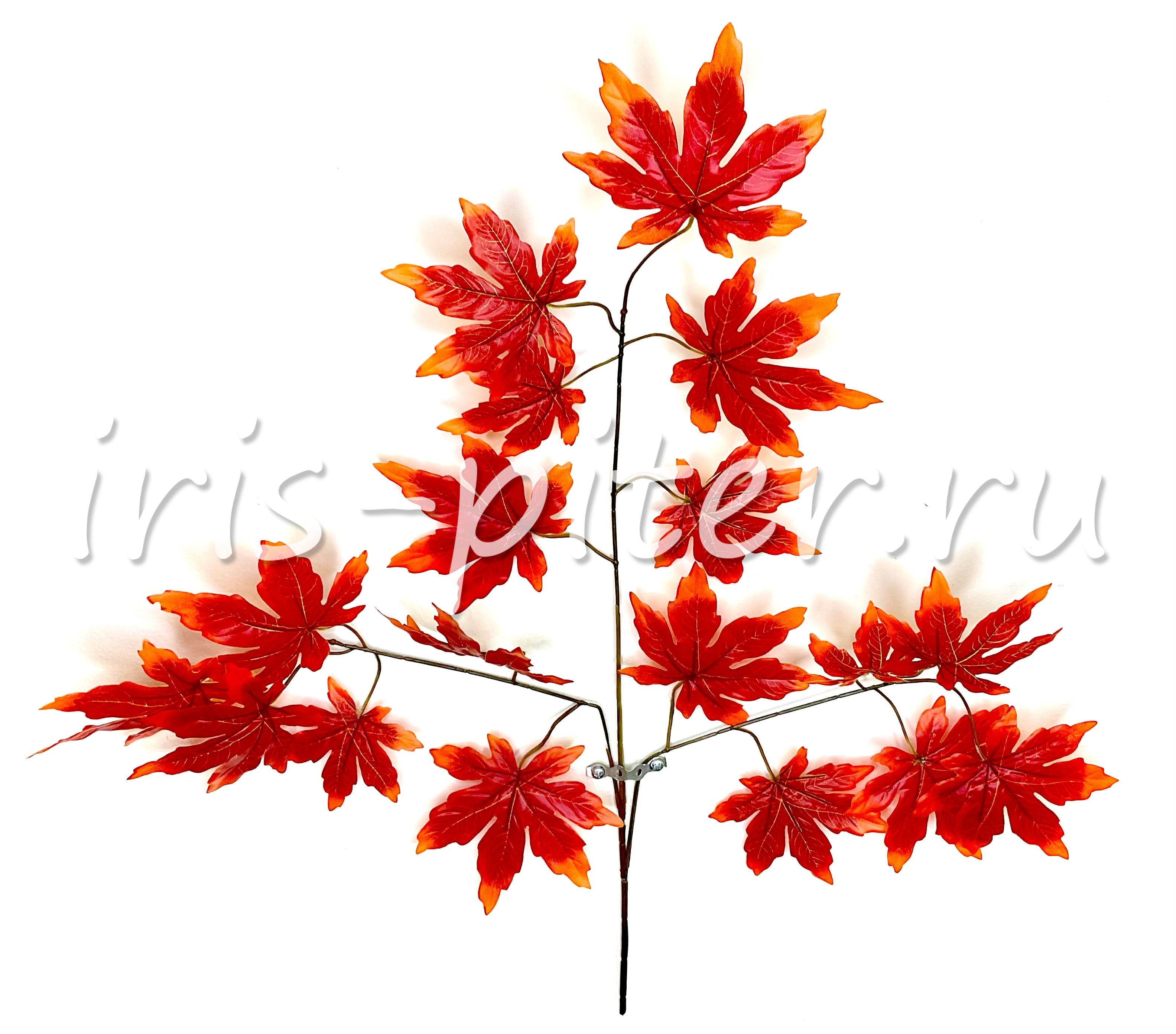 Ветка клен красный