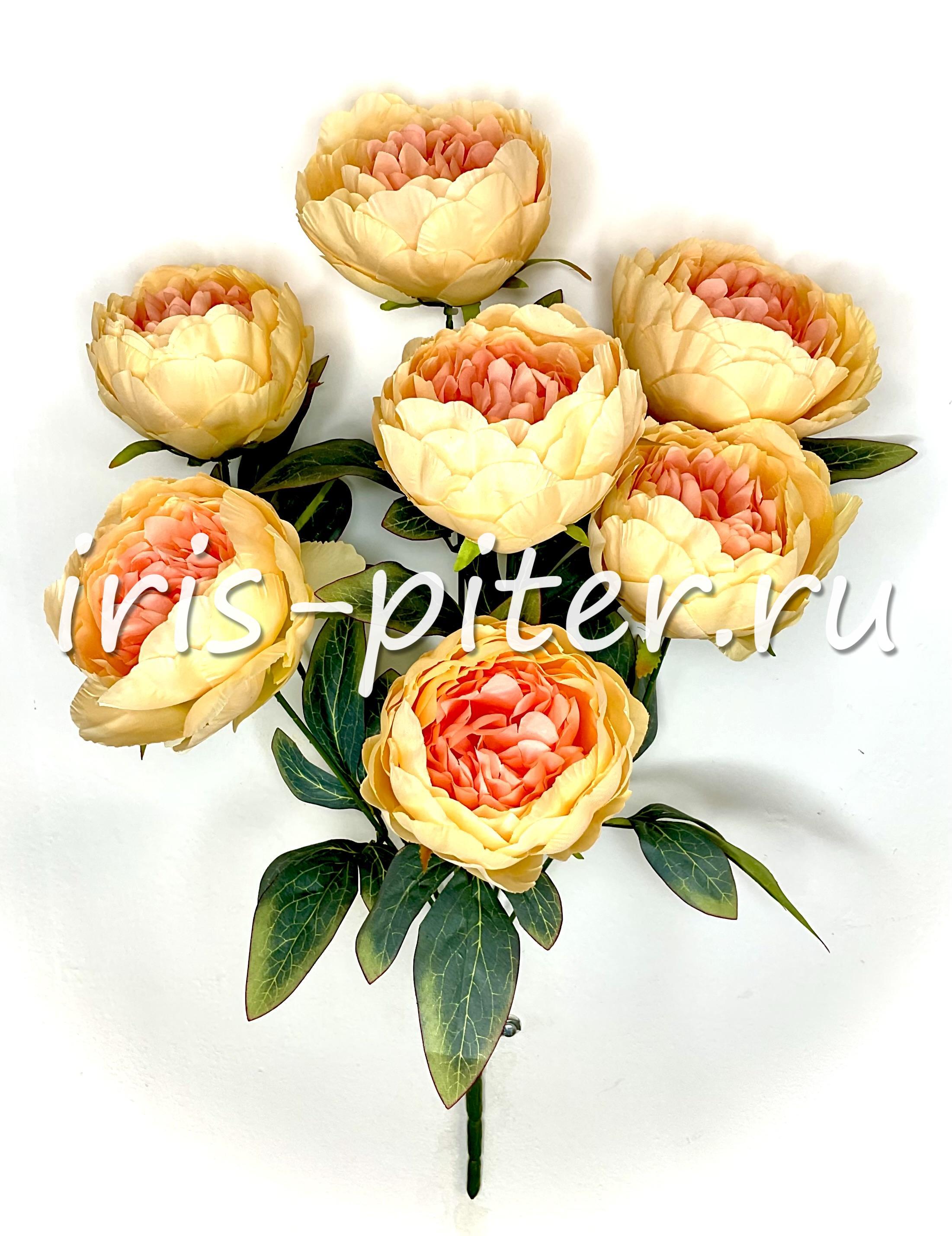 Букет пион 7г высокий