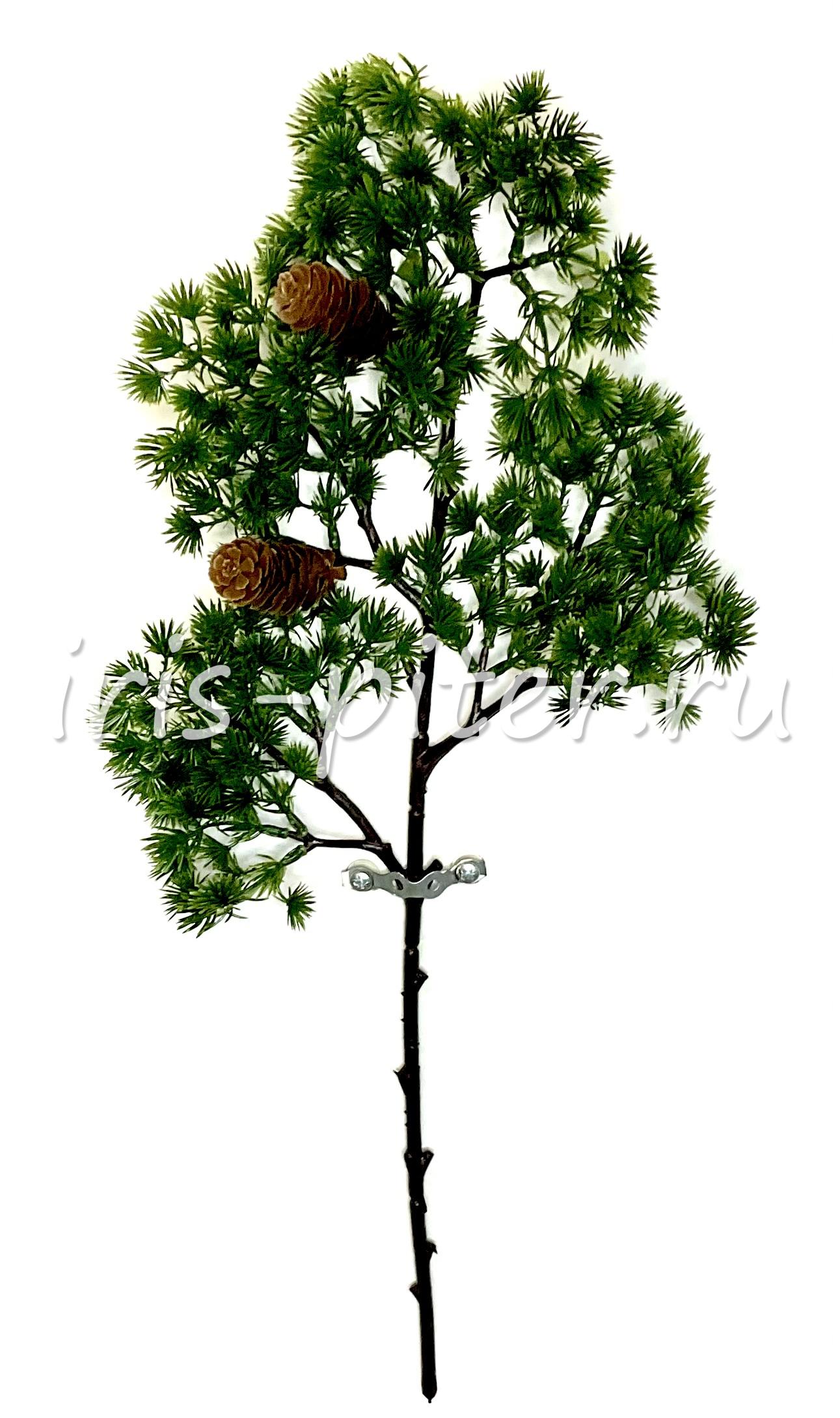 Ветка кедр с шишками