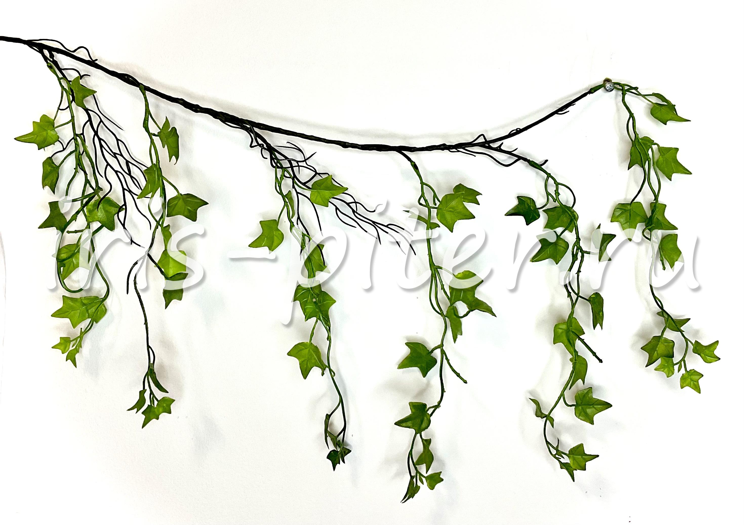 Лиана плющ пласт