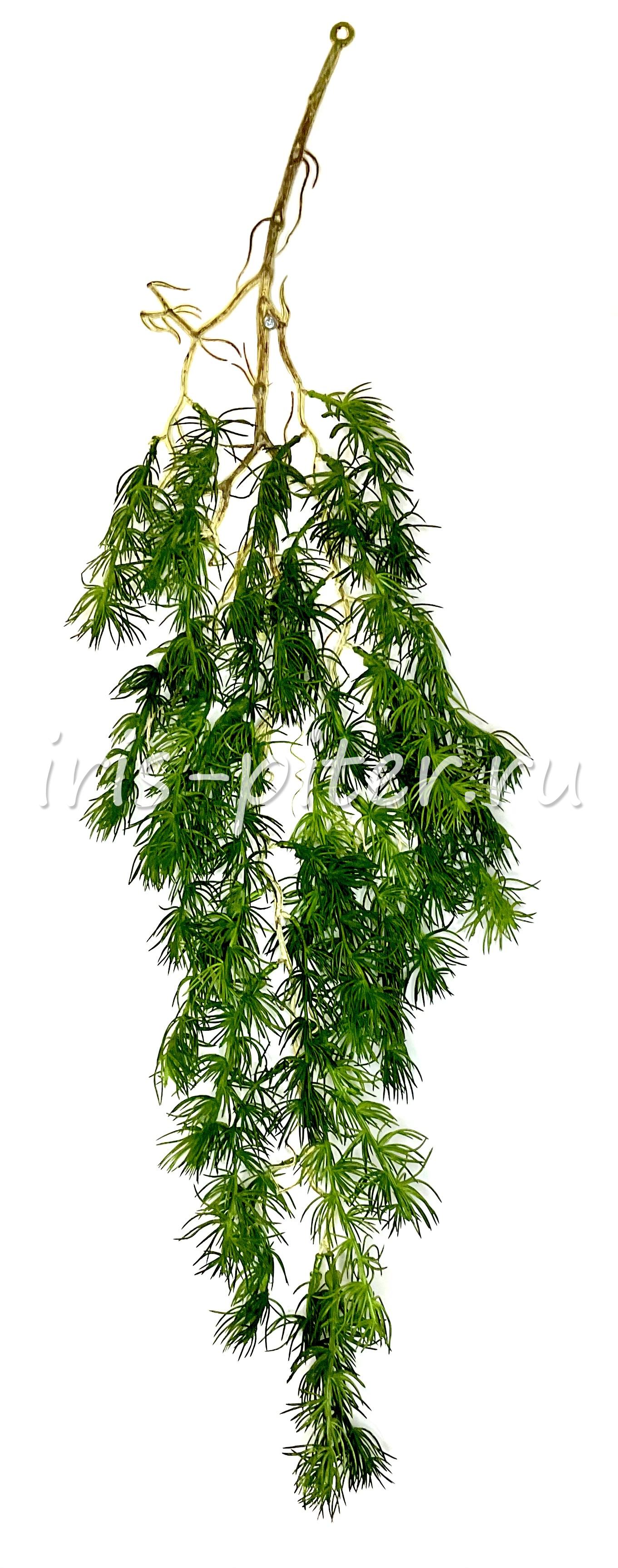 Ветка лиственница