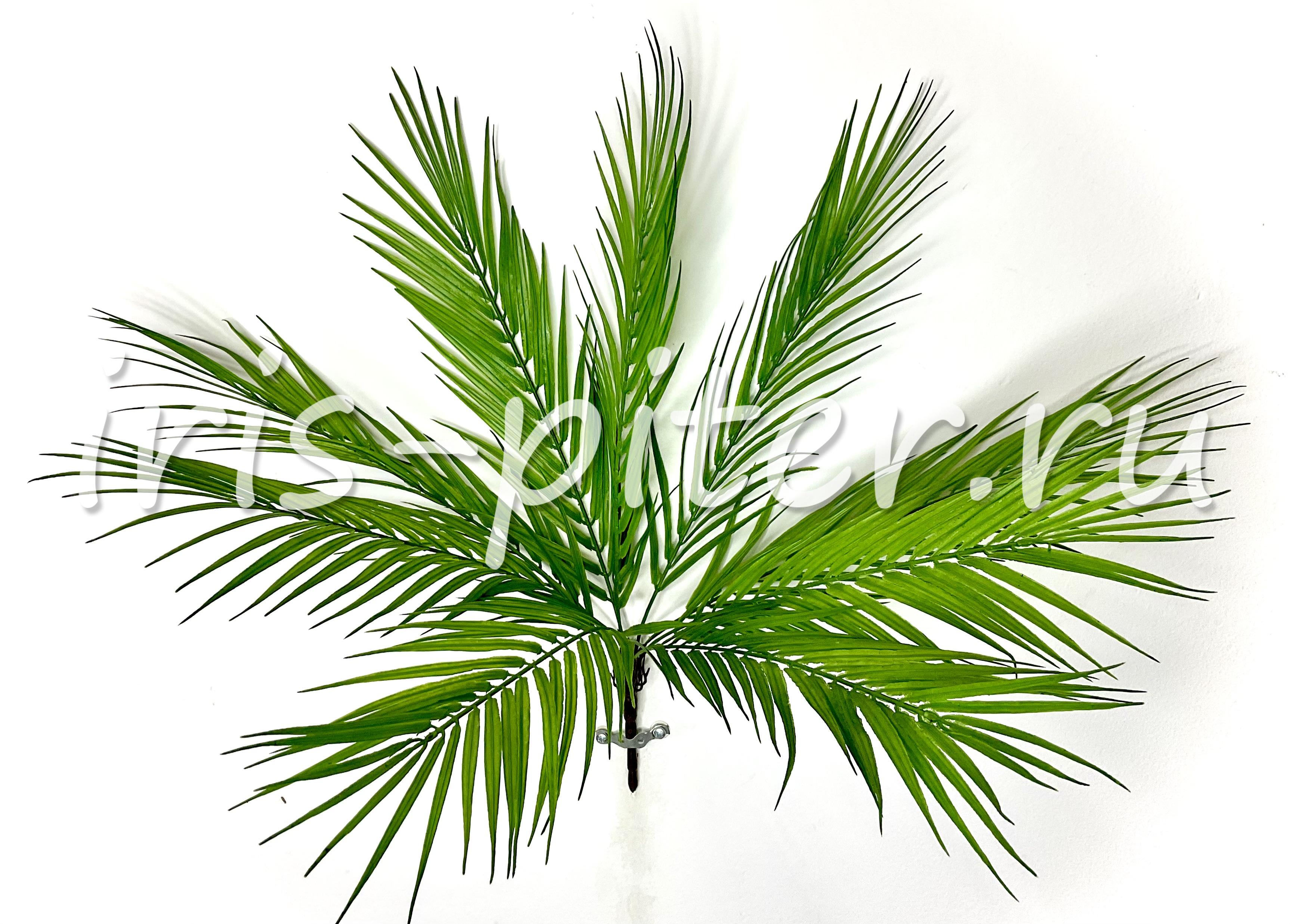 пальма 9вет веерная