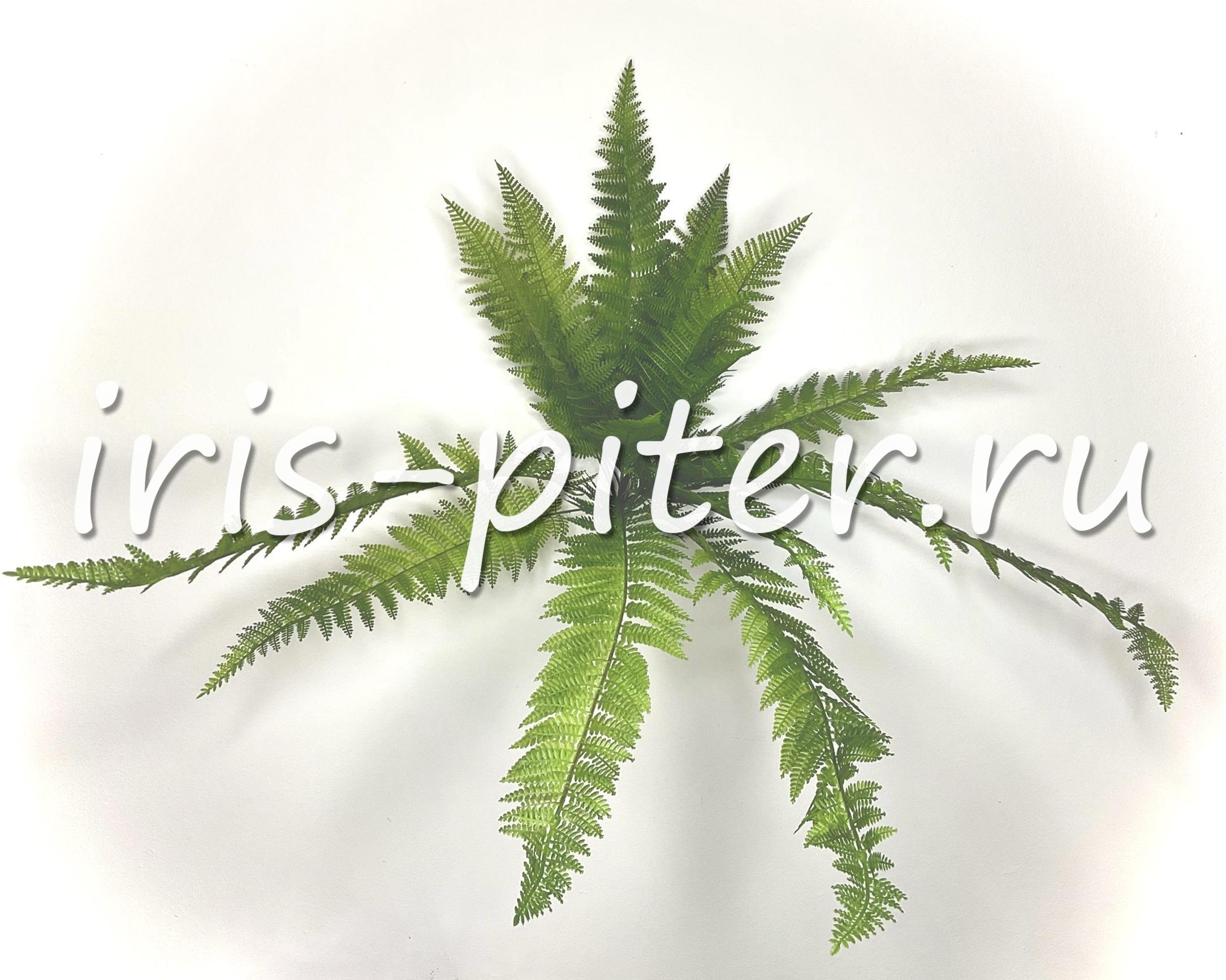 Папоротник 18вет 