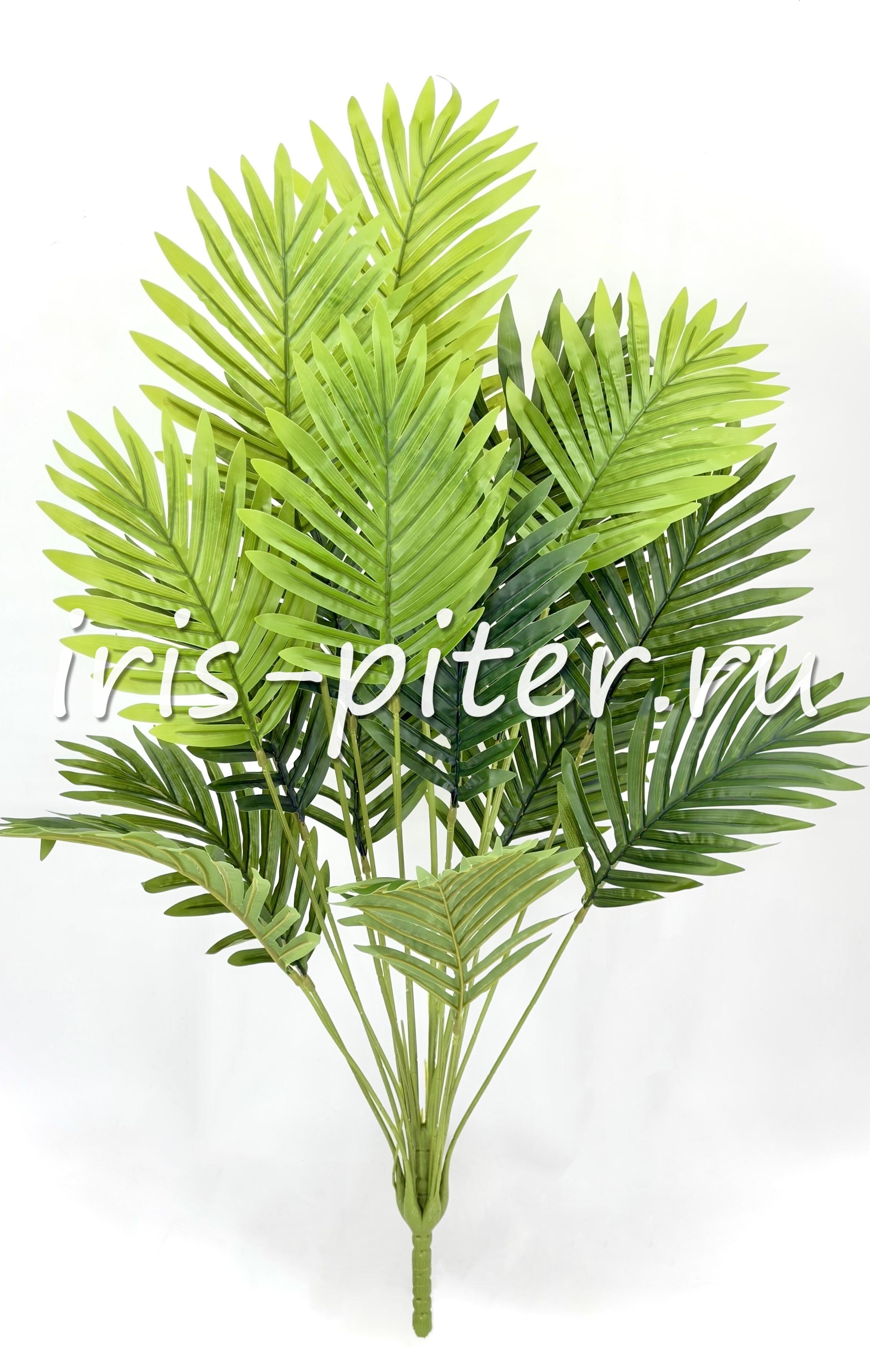 пальма хамедорея сборная 18листов