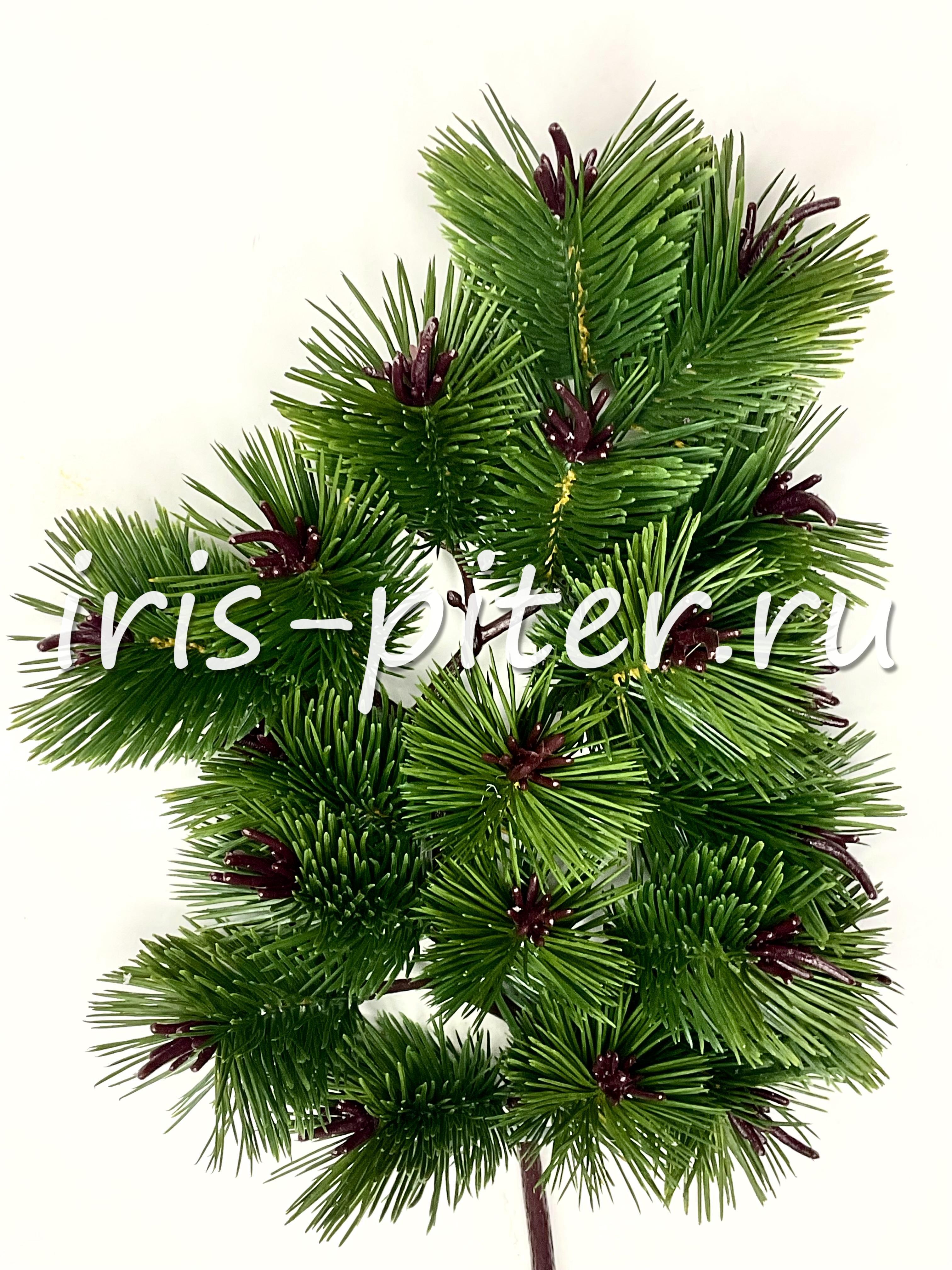 Ветка сосна