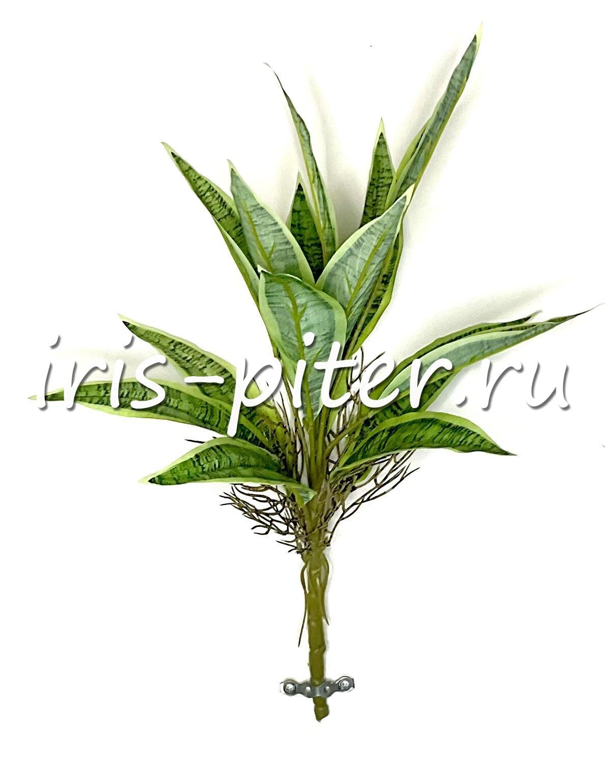 Куст горшечный сансевьера