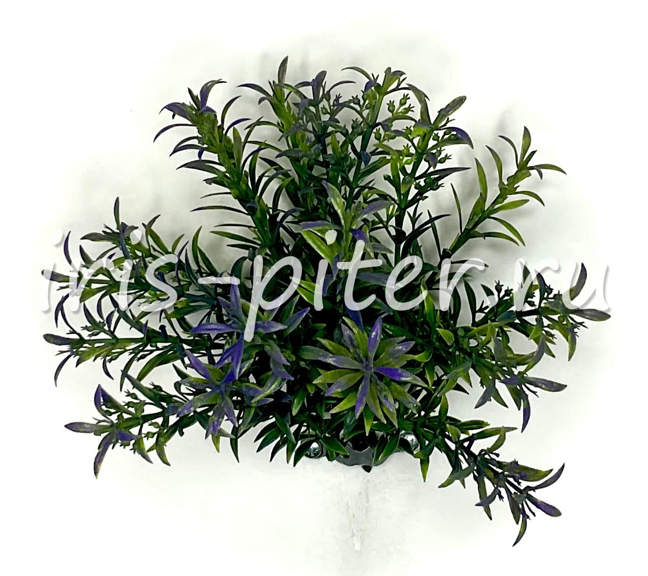 Зелень горшечная