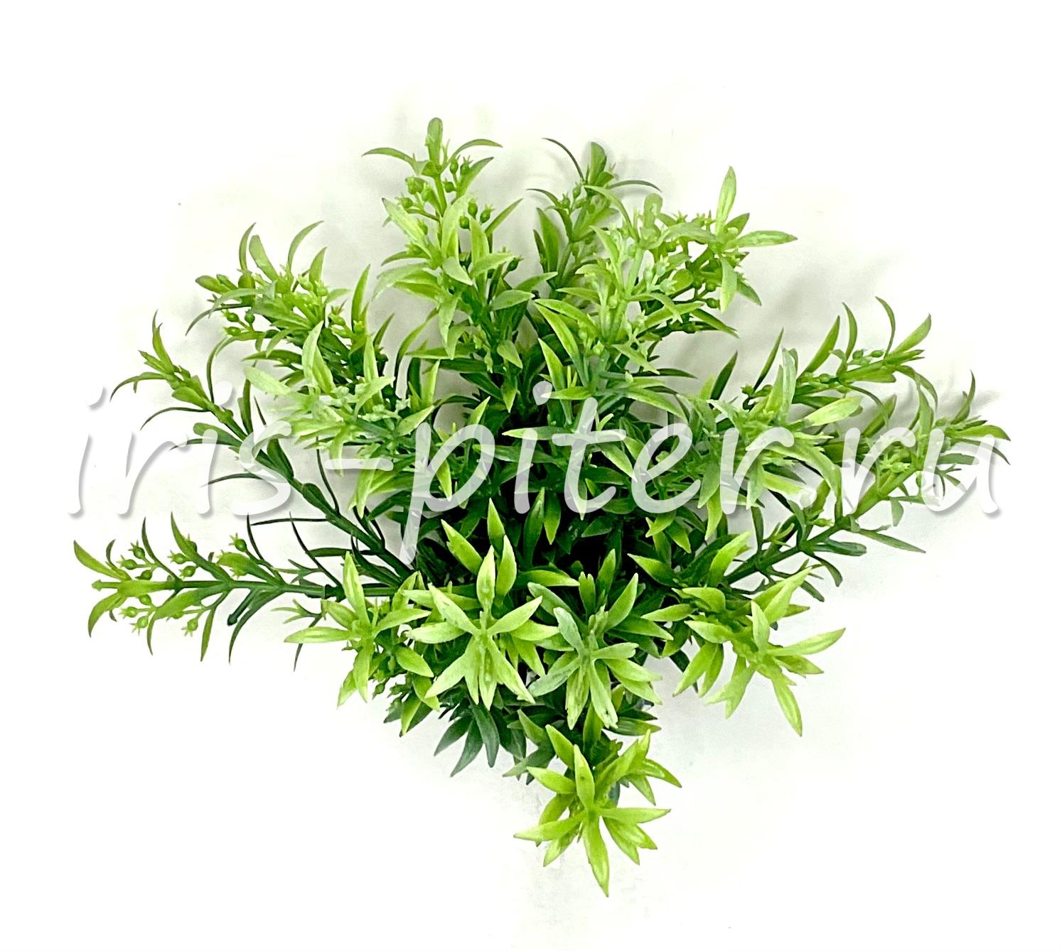 Зелень горшечная