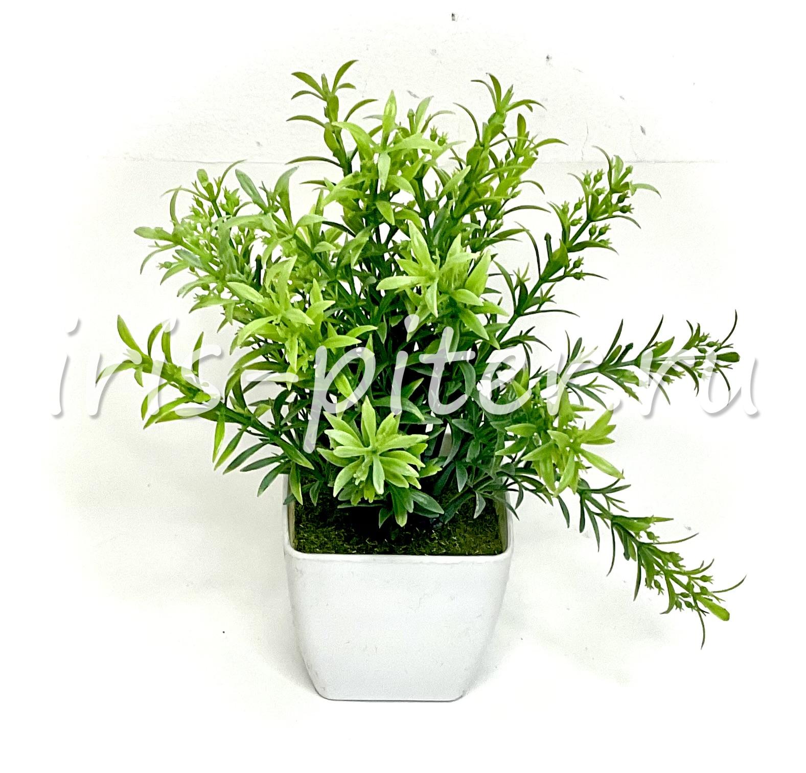 зелень горшечная в горшке