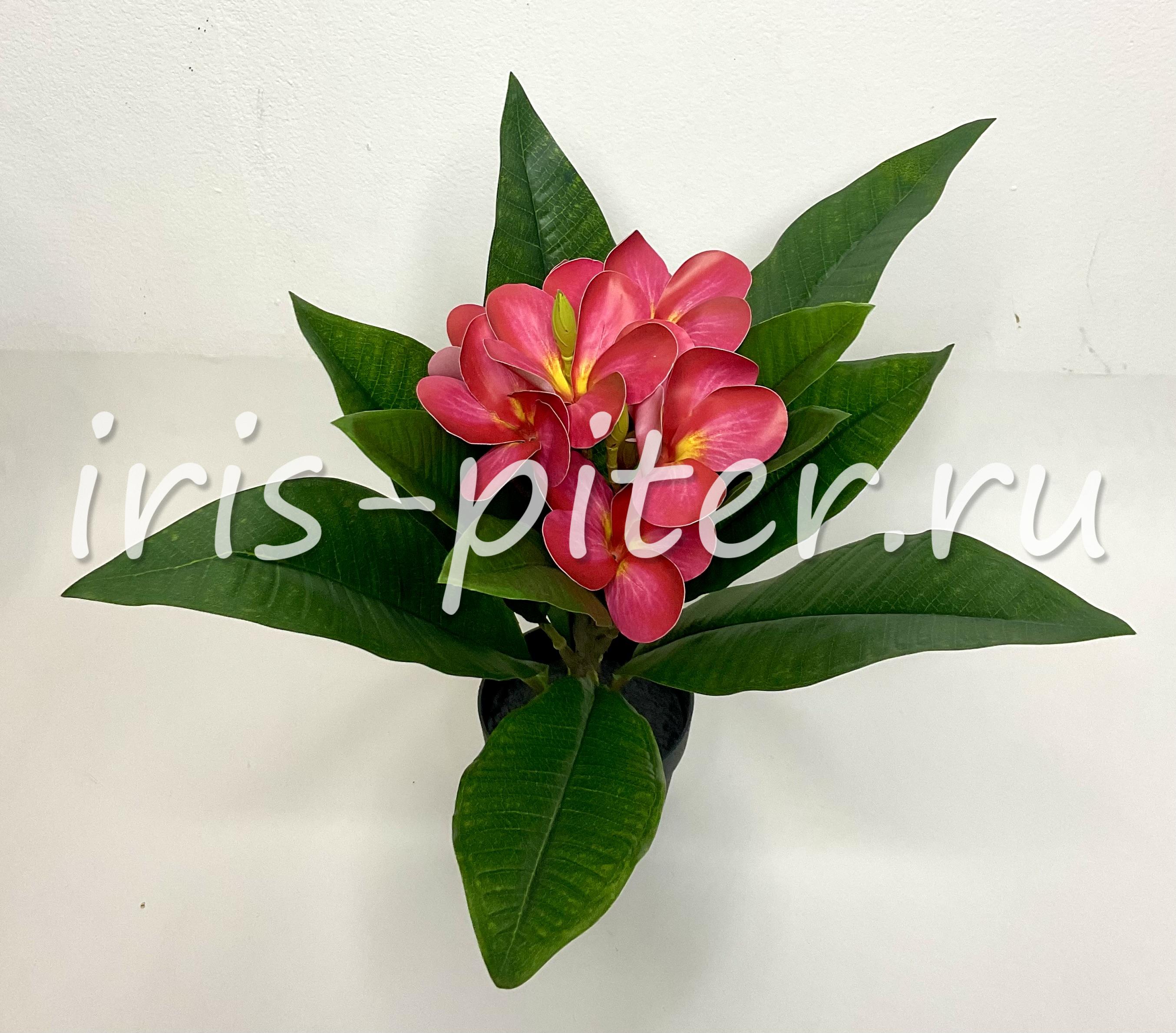 Плюмерия в горшке 