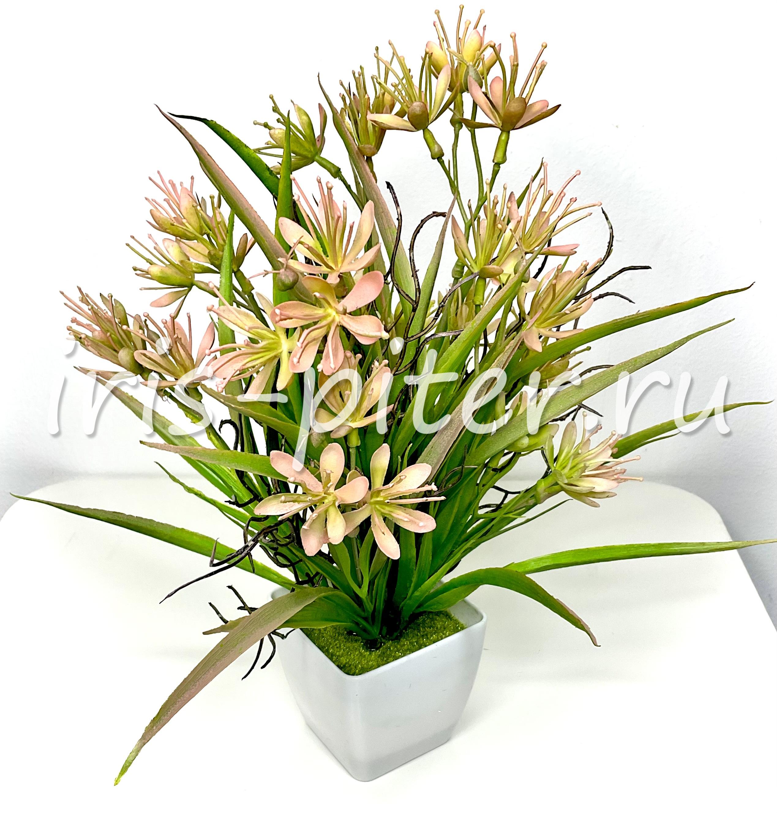 Гейджия в горшке