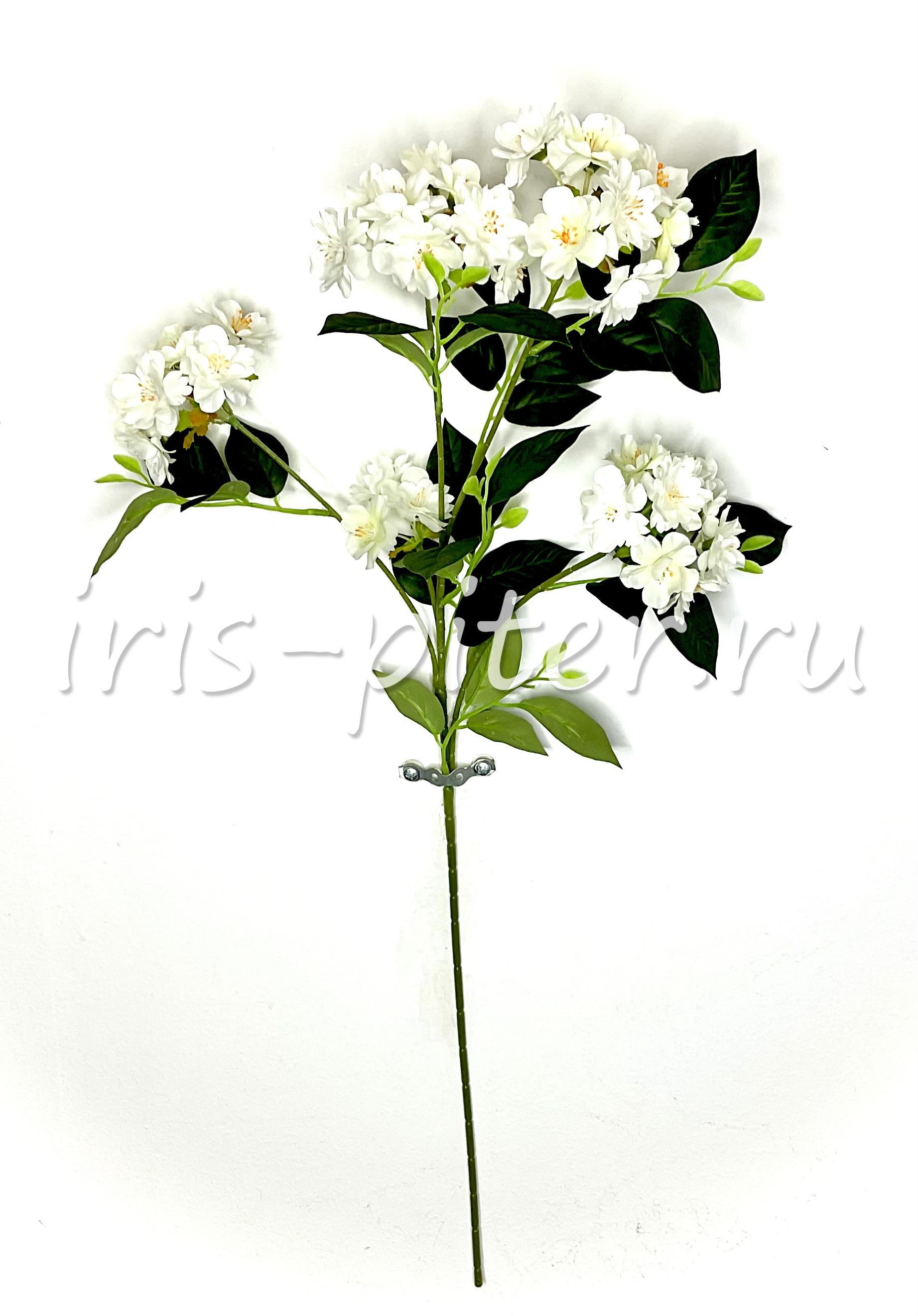 Ветка яблоня