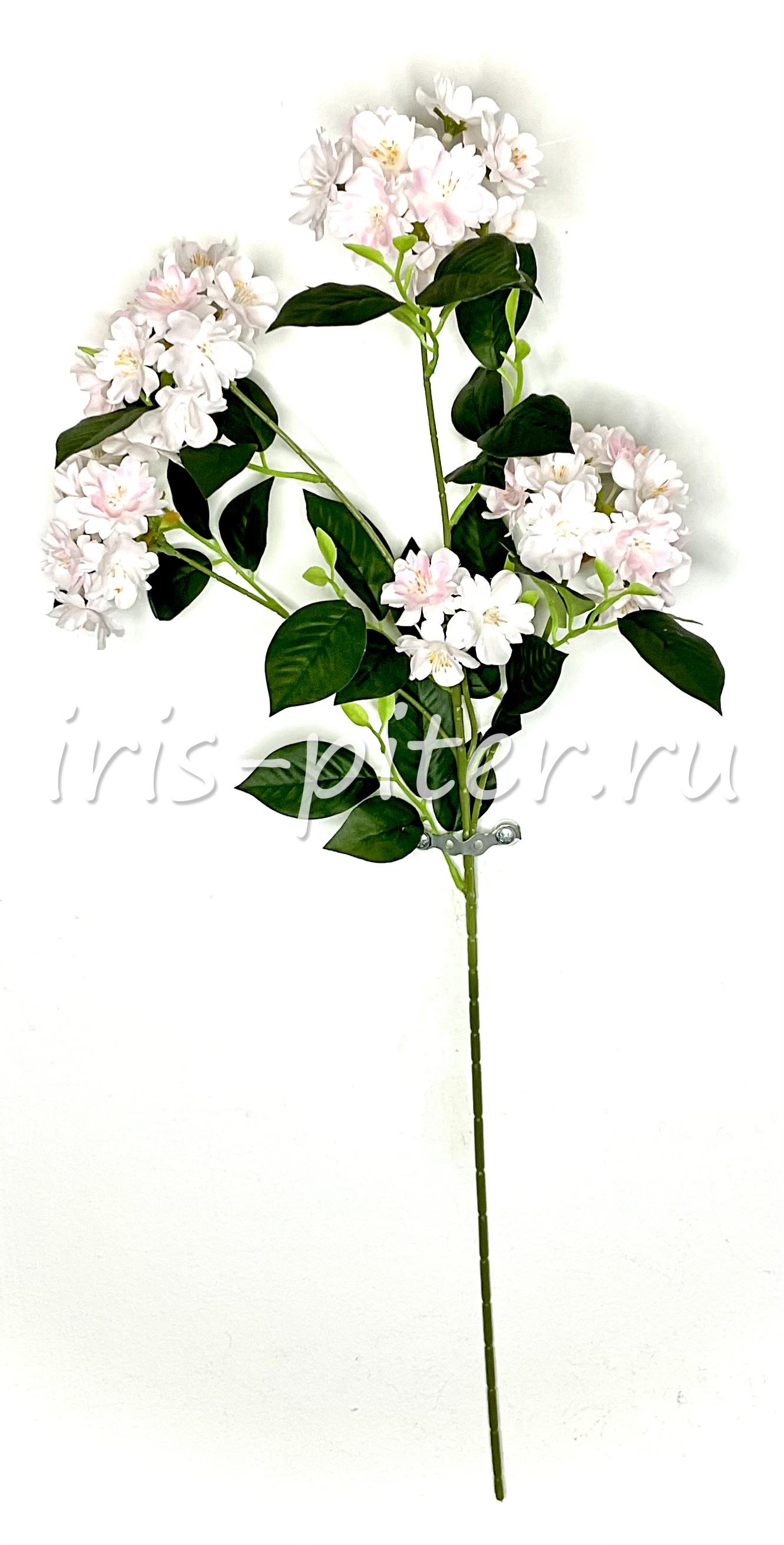 Ветка яблоня