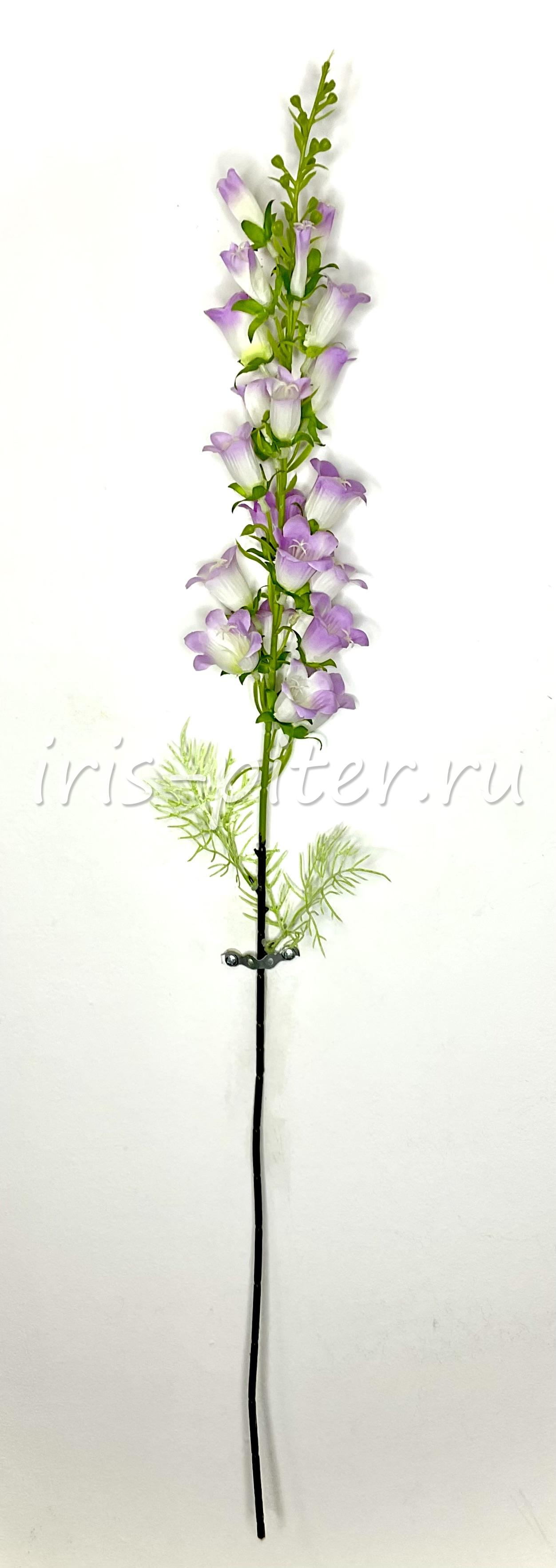 Ветка колокольчика кампанула