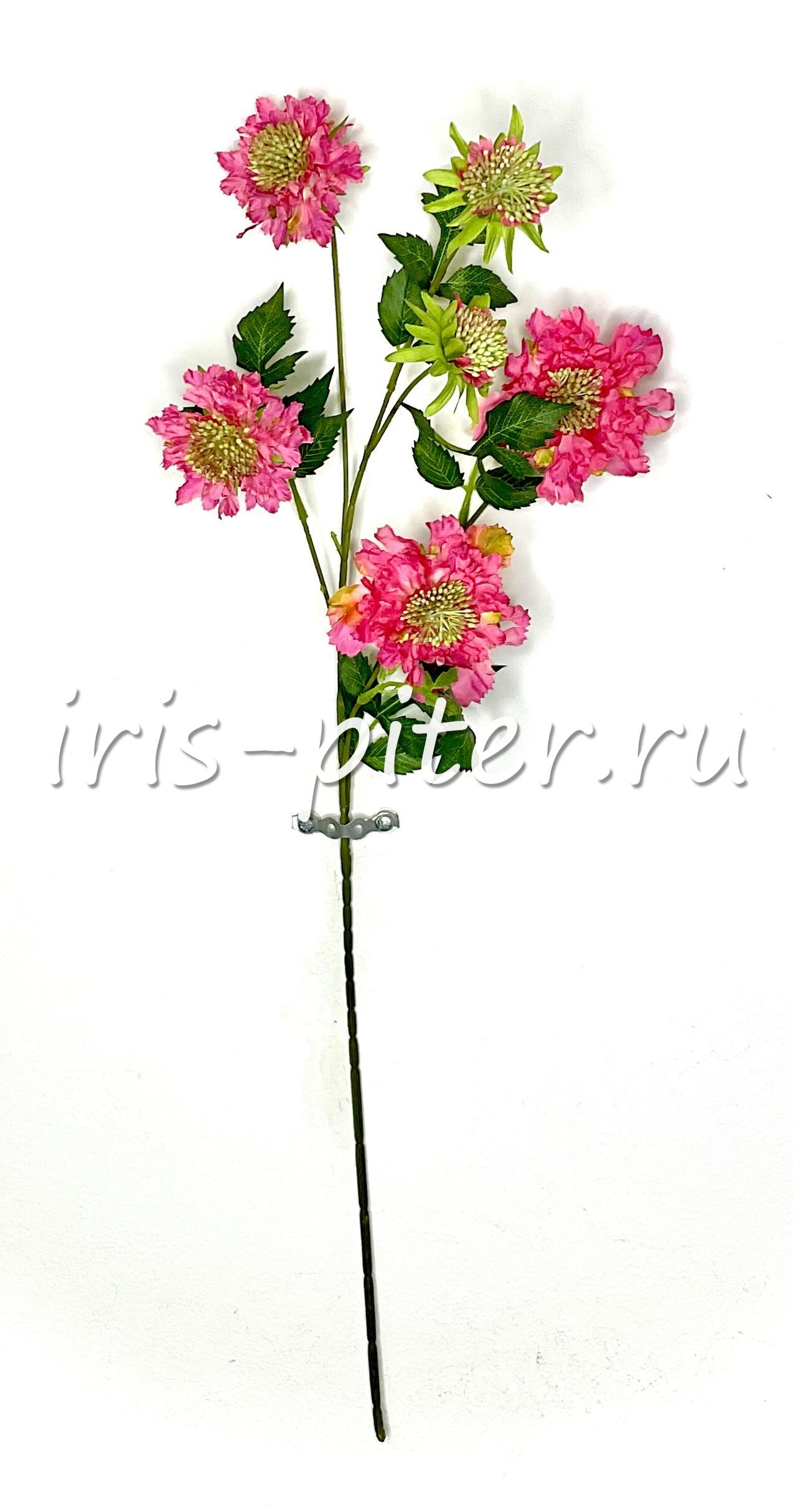 Ветка скабиоза