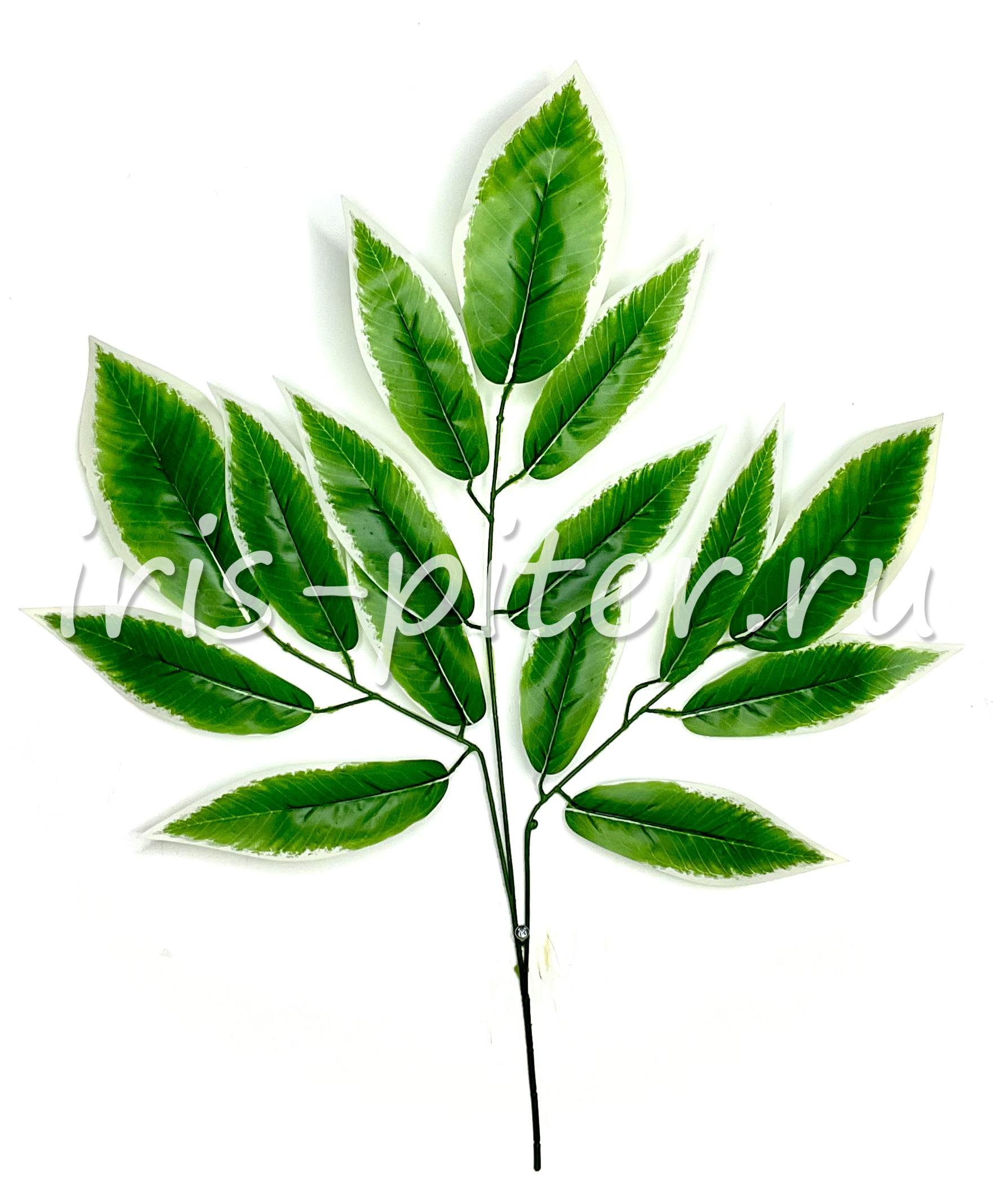 Ветка манго белый край