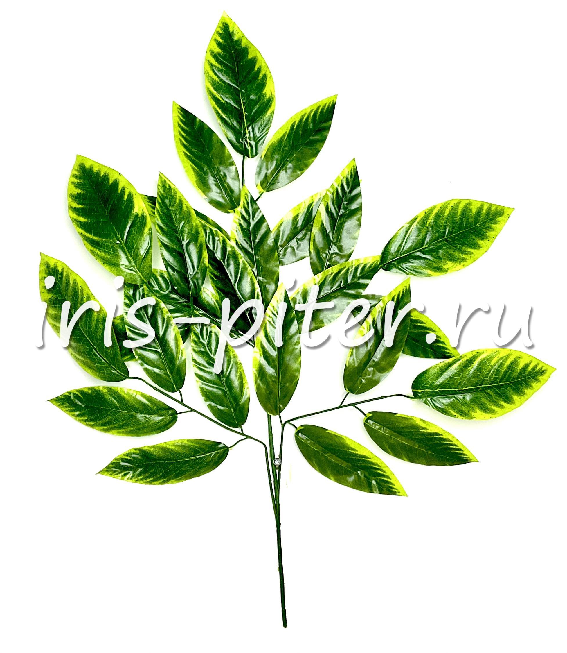 Ветка манго желтый край