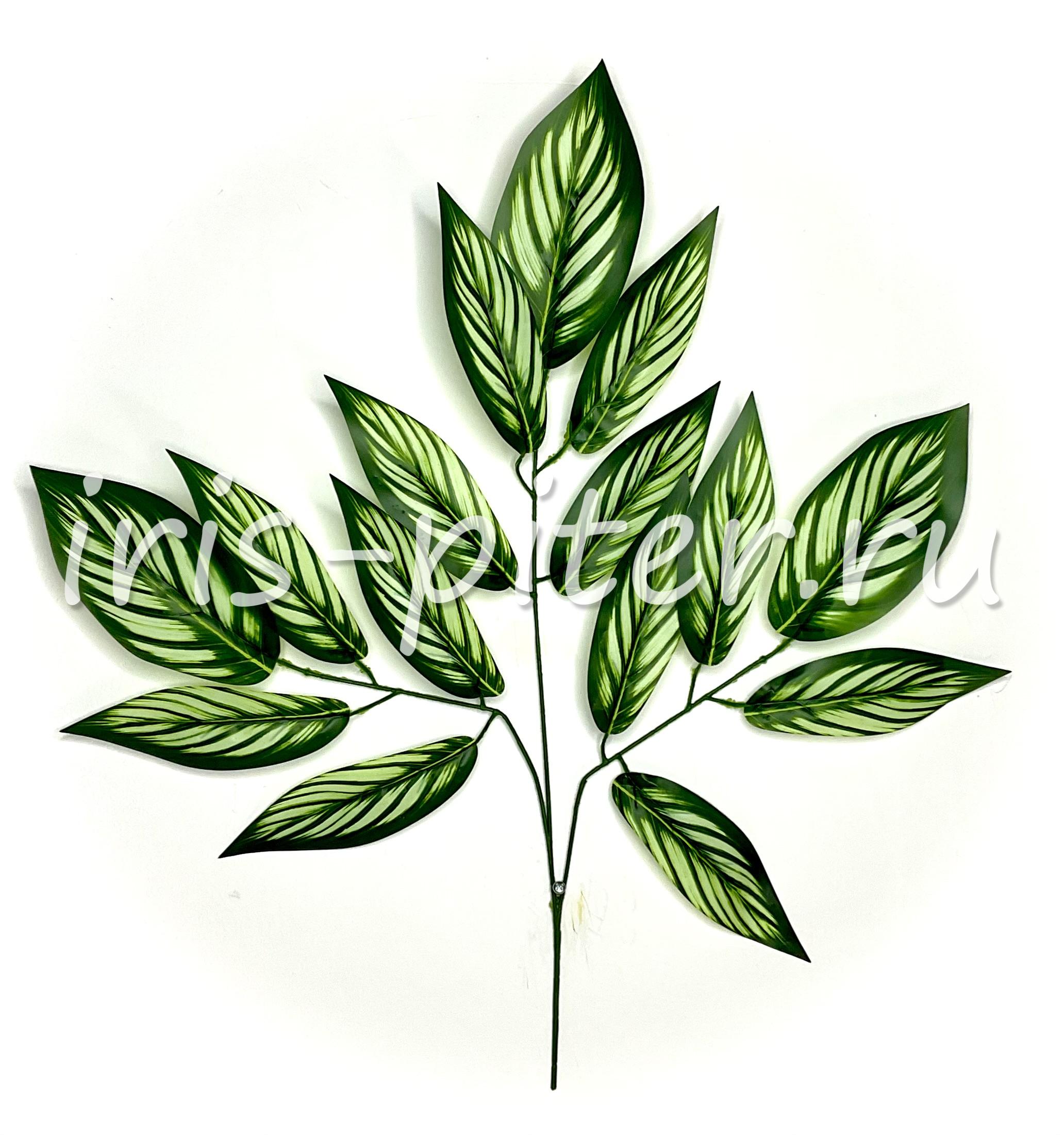 Ветка калатея Витата