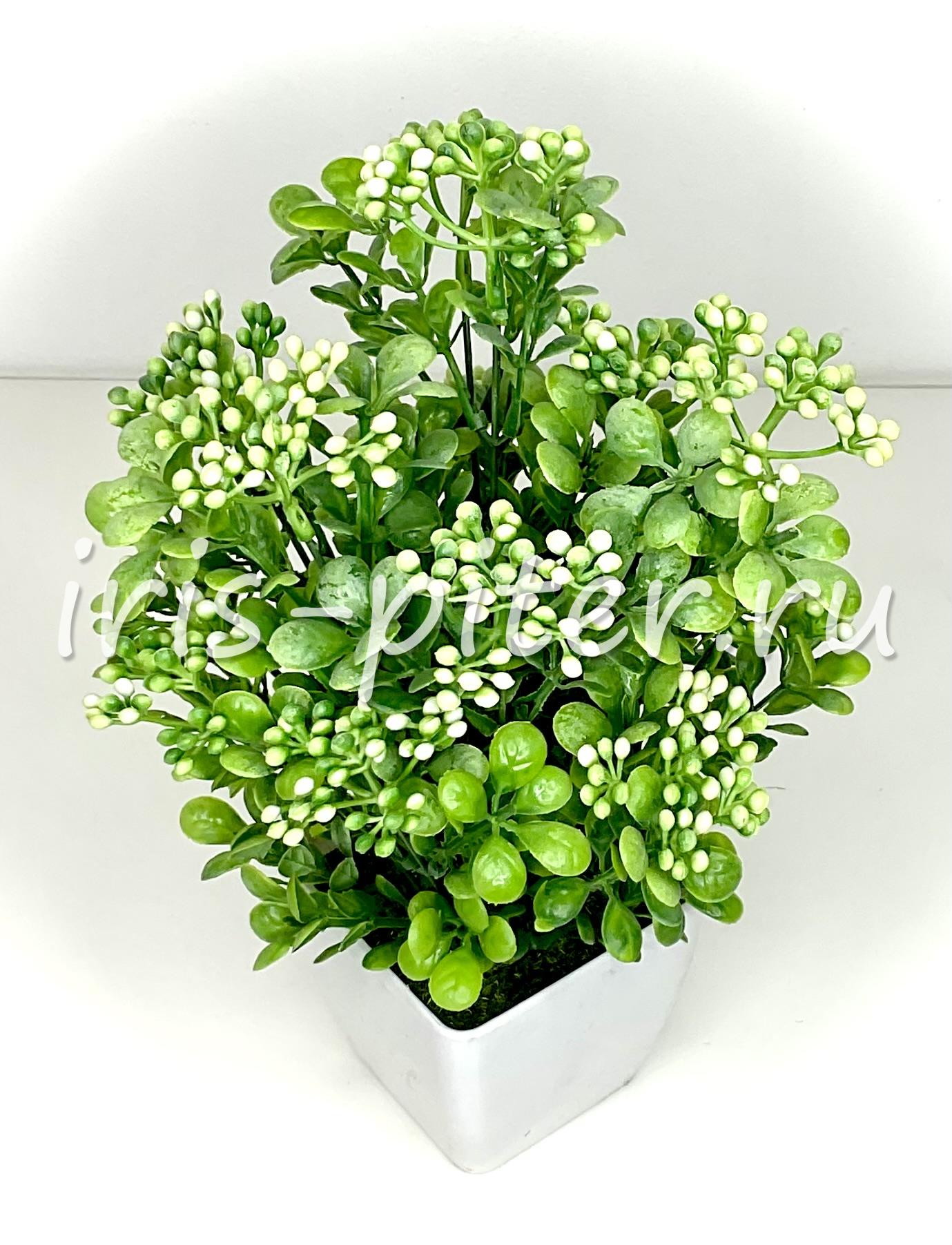 Бузина в большом горшке 