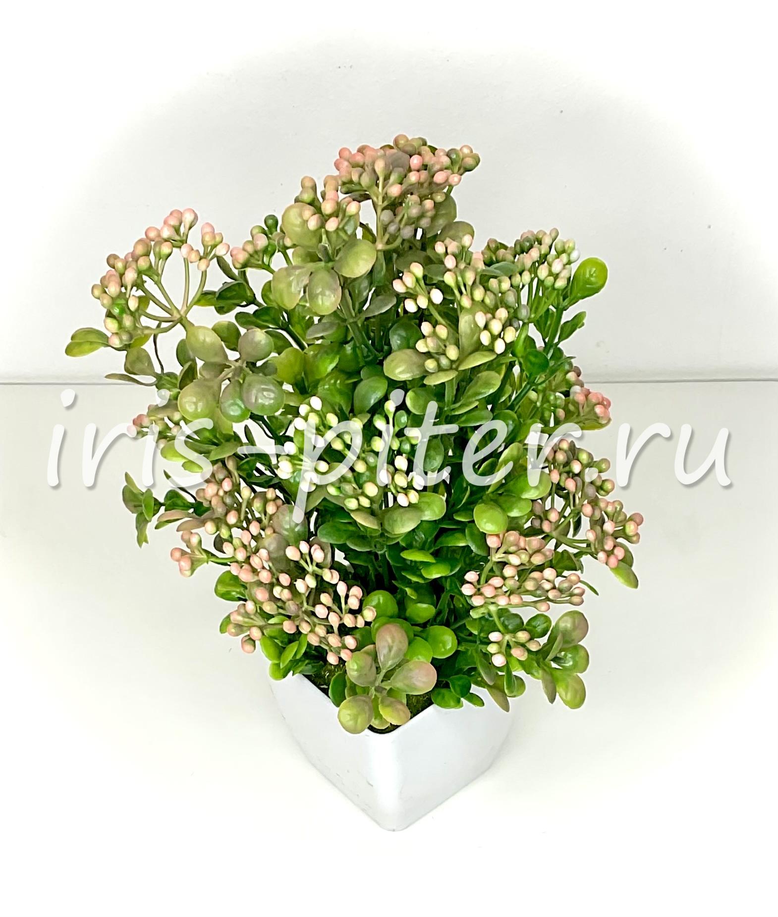 Бузина в большом горшке 