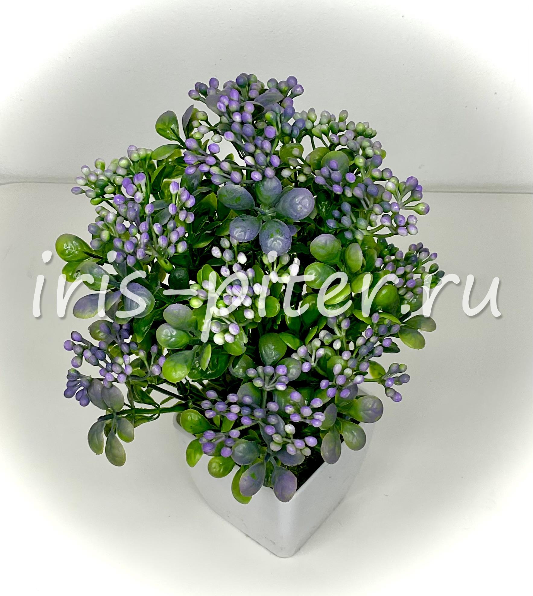 Бузина в большом горшке 