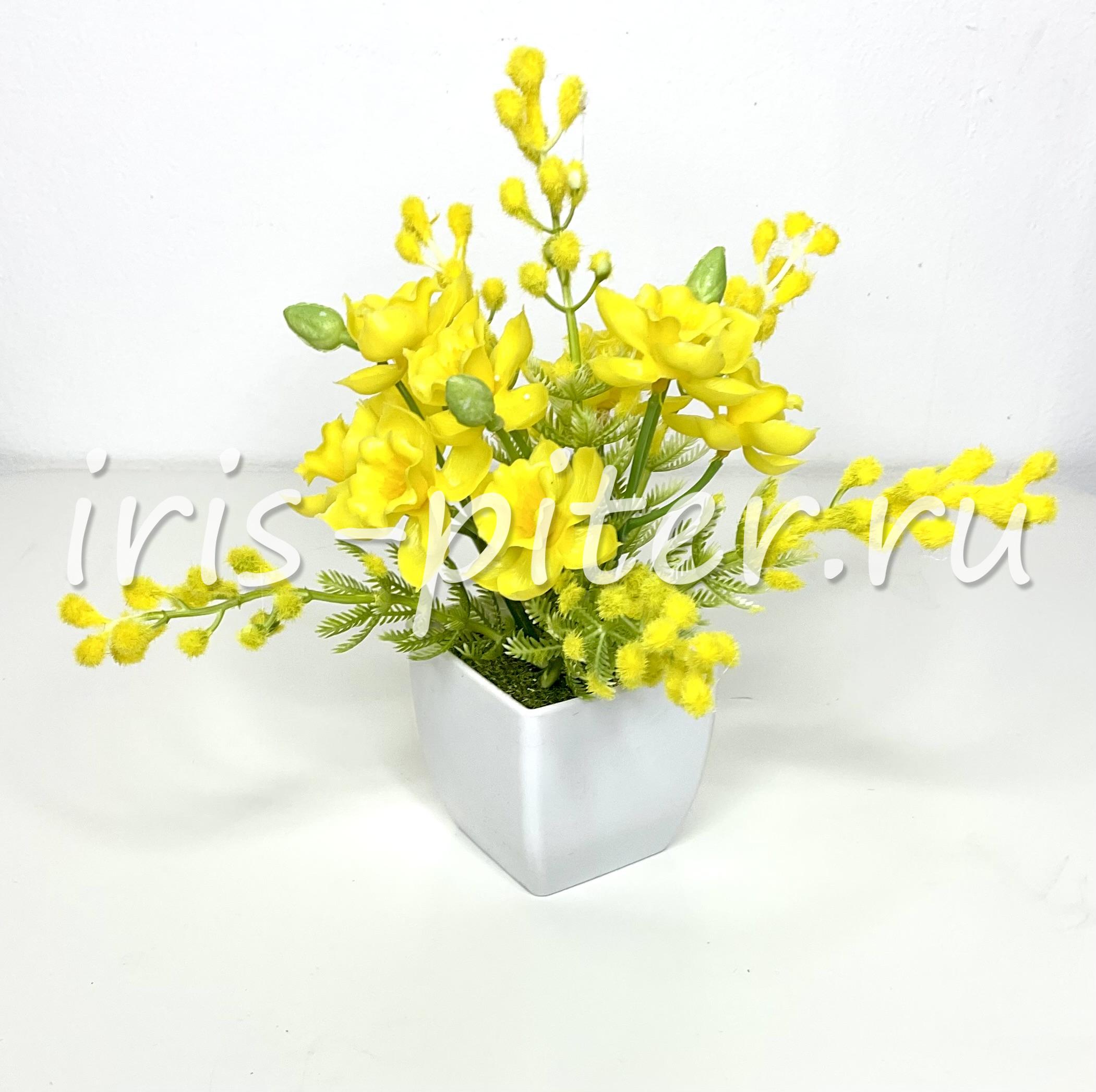 мимоза с нарциссом в маленьком горшке