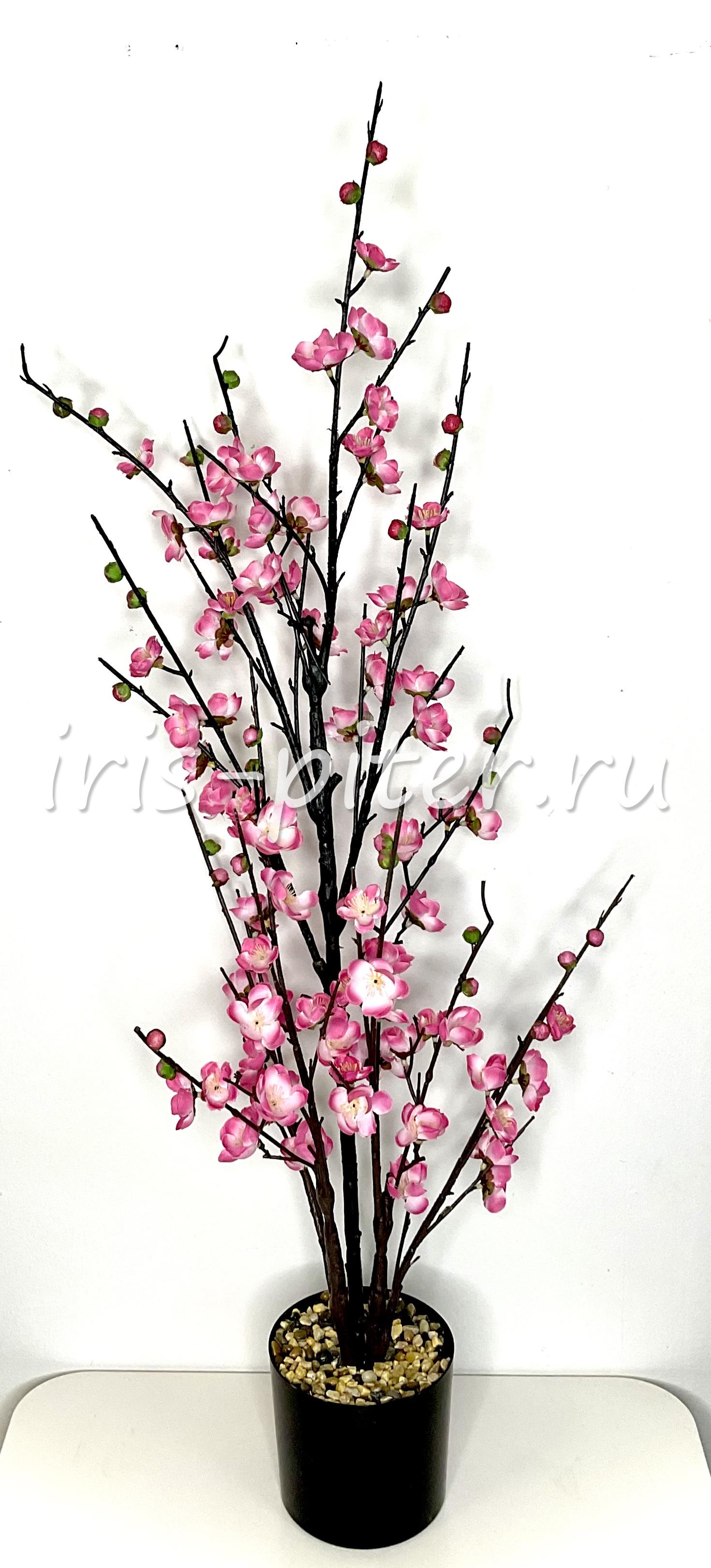 сакура в большом горшке