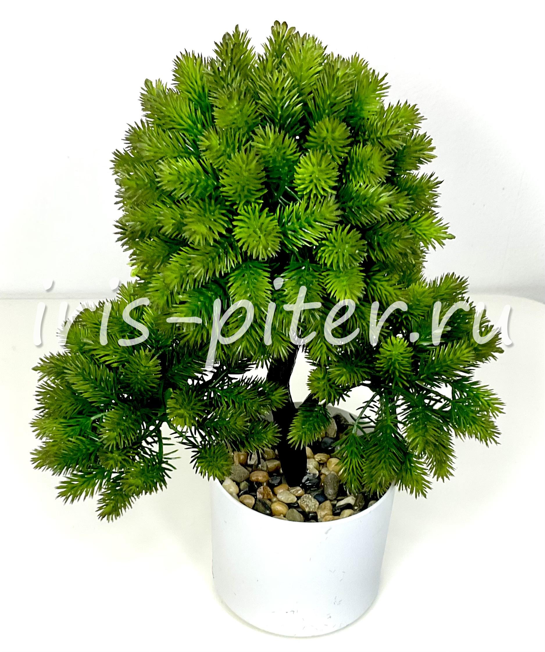 бонсай 3 головы в горшке 